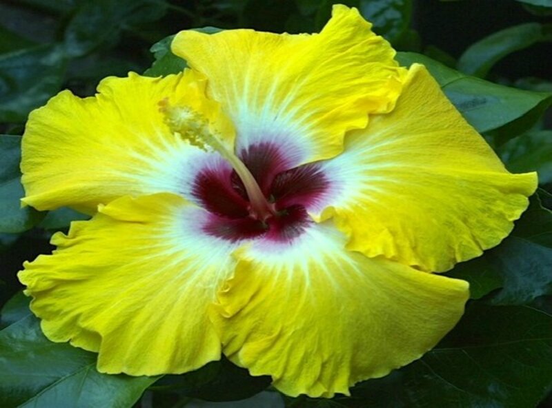 Yellow Hibiscus Flower — Vibrant, Photograph, Petals, Center