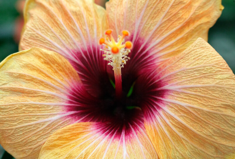 Yellow Hibiscus Flower — Vibrant, Photograph, Petals, Stamen