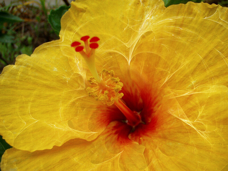 Yellow Hibiscus Flower — Vibrant, Photograph, Petals