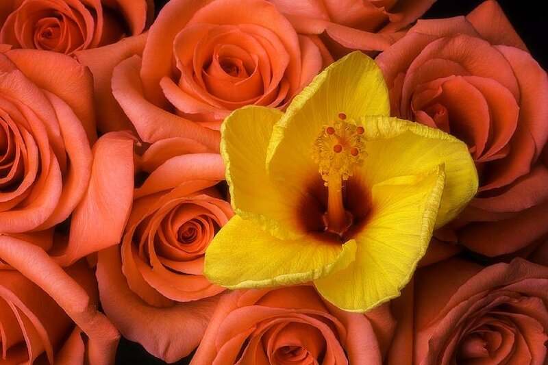 Yellow Hibiscus Flower — Vibrant, Photograph, Roses