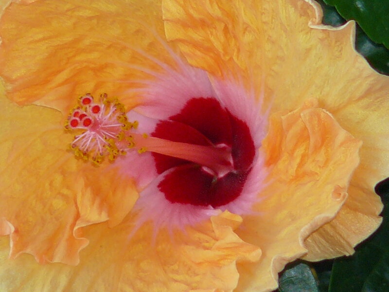 Yellow Hibiscus Flower — Vibrant, Photograph, Stamen, Pistil
