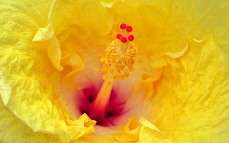 Yellow Hibiscus Flower — Vibrant, Photograph
