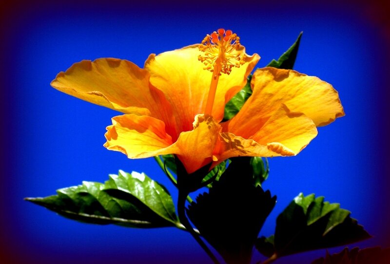 Yellow Hibiscus Flower — Vibrant