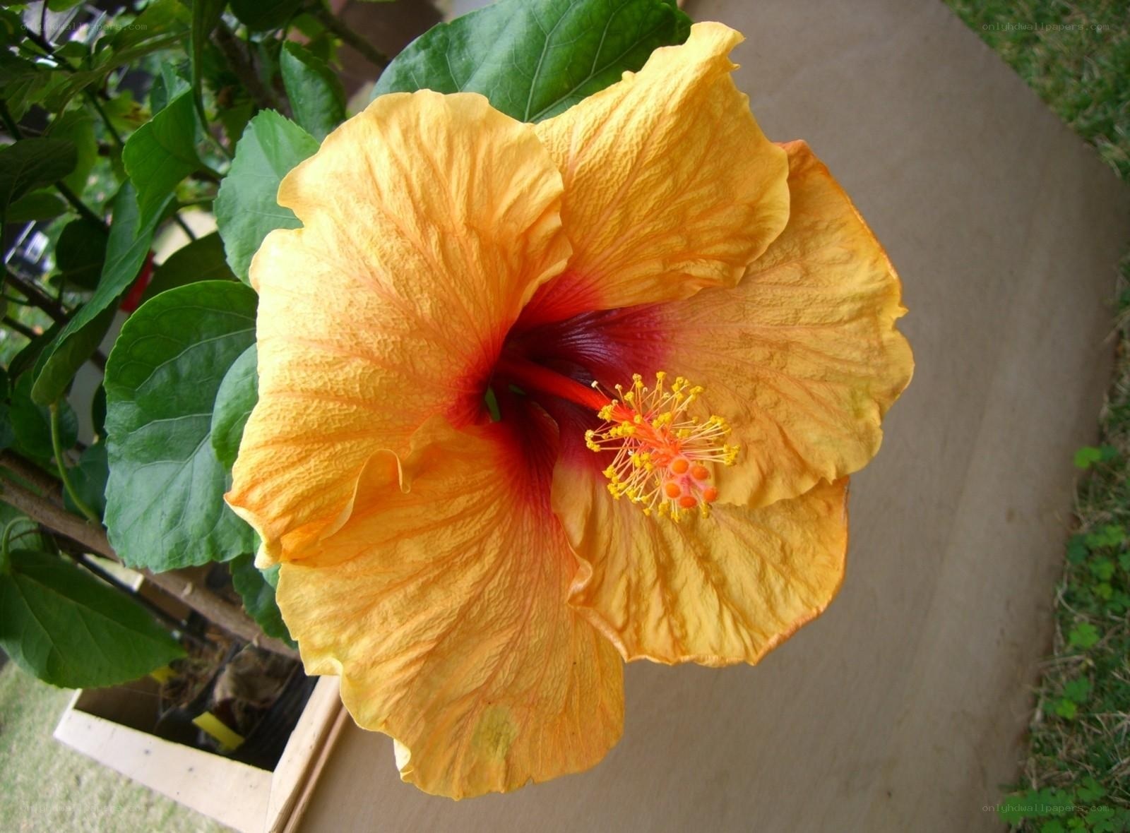 Yellow hibiscus flower