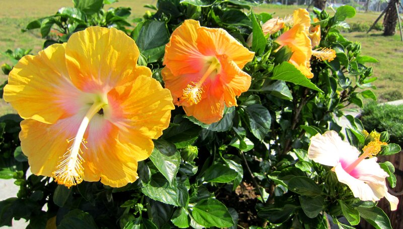 Yellow Hibiscus Flowers — Bright