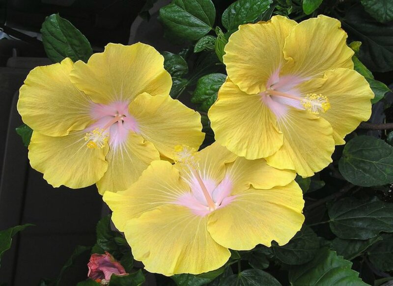 Yellow Hibiscus Flowers — Calm, Photograph