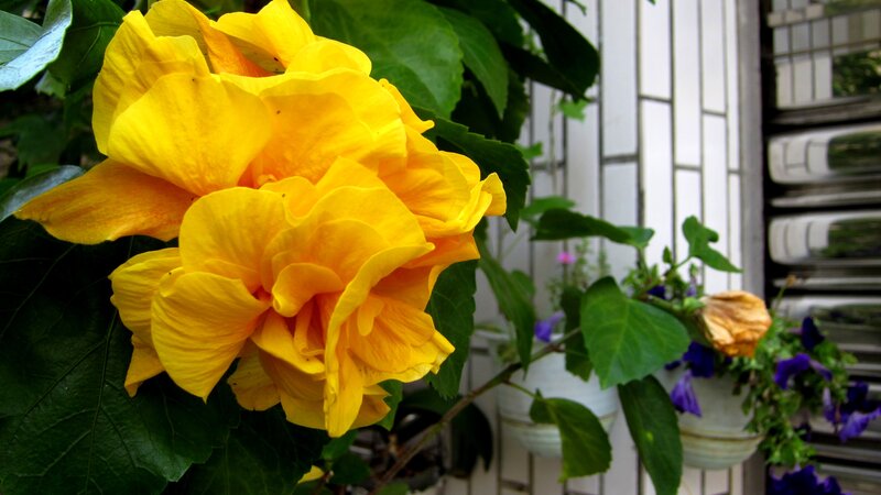 Yellow Hibiscus Flowers — Calm