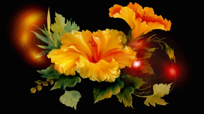 Yellow Hibiscus Flowers — Dramatic