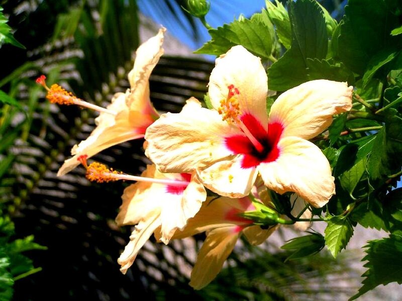 Yellow hibiscus flowers in bloom