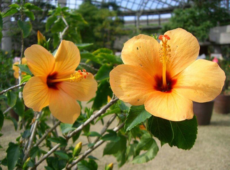 Yellow hibiscus flowers in bloom