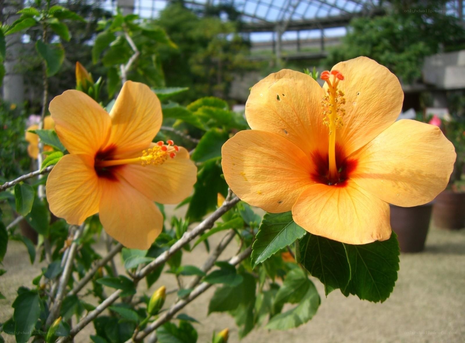 Yellow hibiscus flowers in bloom