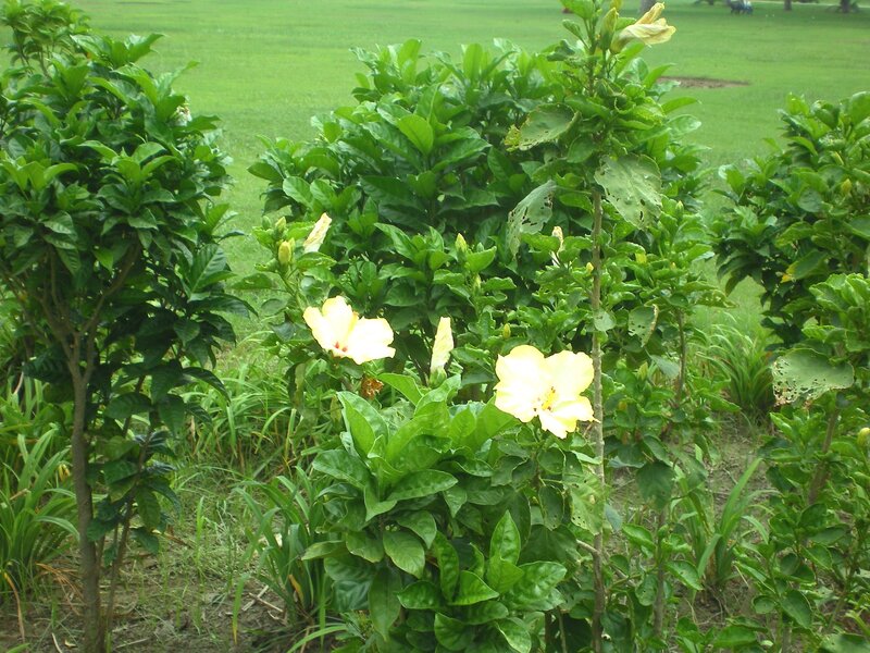 yellow hibiscus flowers in garden