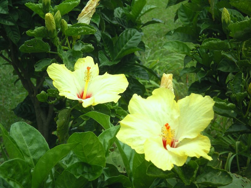 Yellow hibiscus flowers in garden