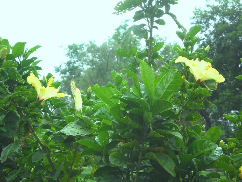 yellow hibiscus flowers in garden