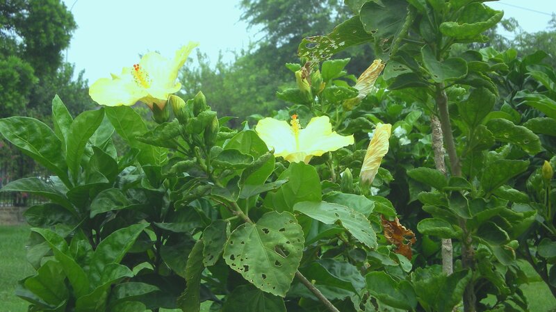 yellow hibiscus flowers in garden