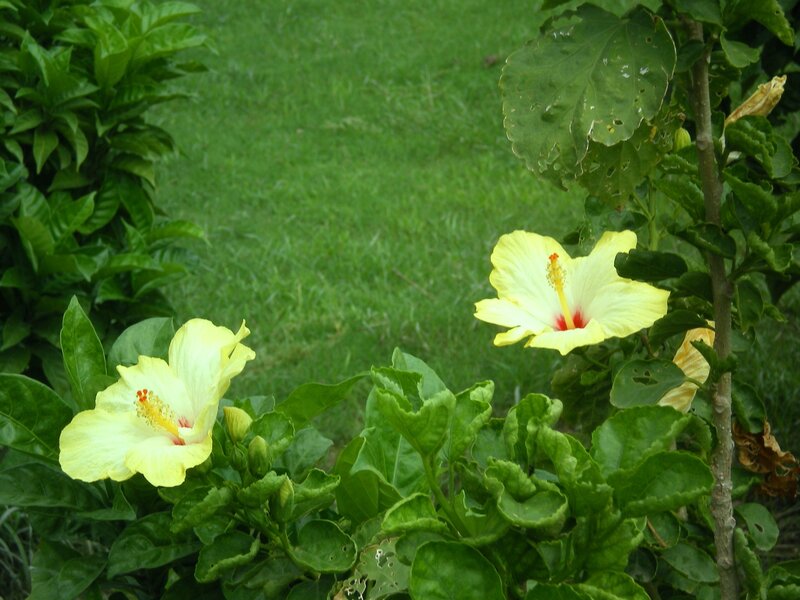 Yellow hibiscus flowers in garden