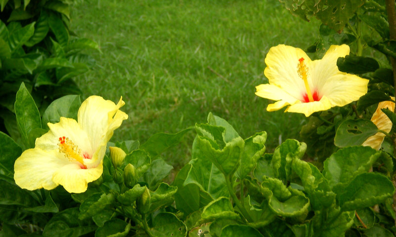 yellow hibiscus flowers in garden