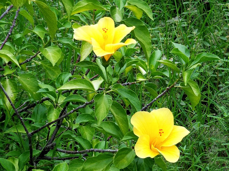 Yellow hibiscus flowers in garden