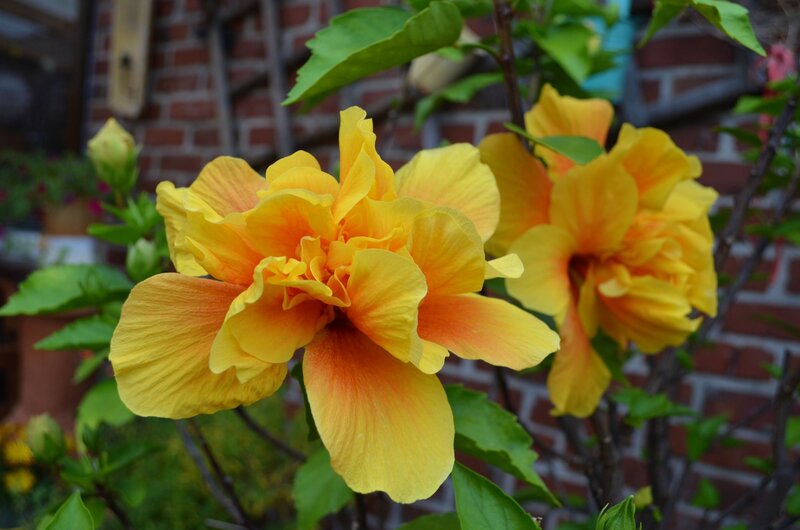 Yellow Hibiscus Flowers — Natural