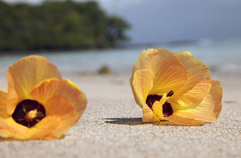 Yellow Hibiscus Flowers — Serene, Afternoon, Photograph, Sand