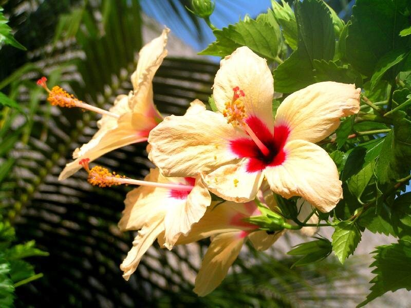 Yellow Hibiscus Flowers — Serene, Afternoon