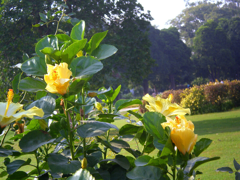 Yellow Hibiscus Flowers — Serene