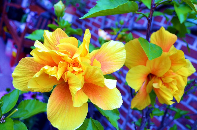 Yellow Hibiscus Flowers — Vibrant, Afternoon