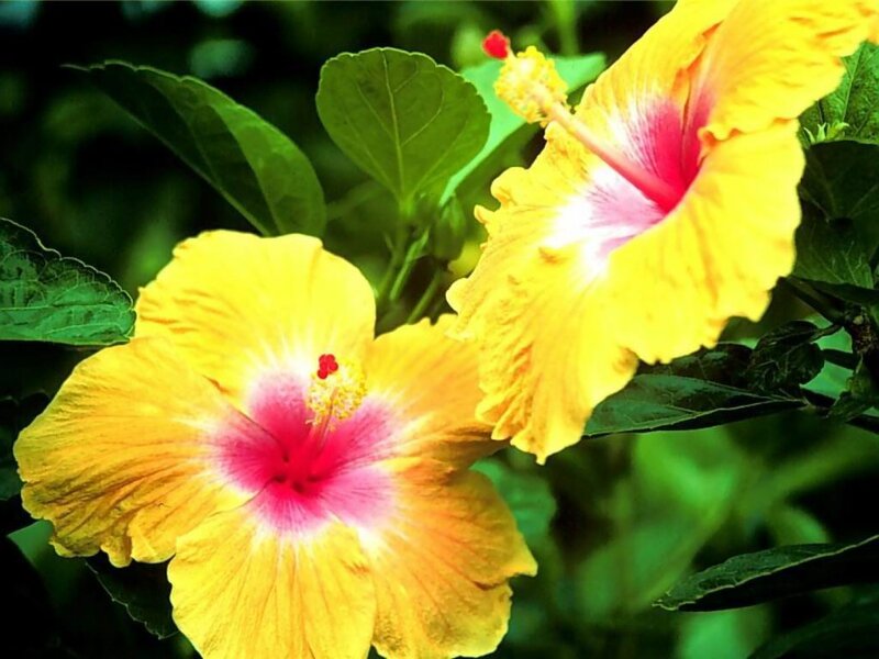 Yellow Hibiscus Flowers — Vibrant