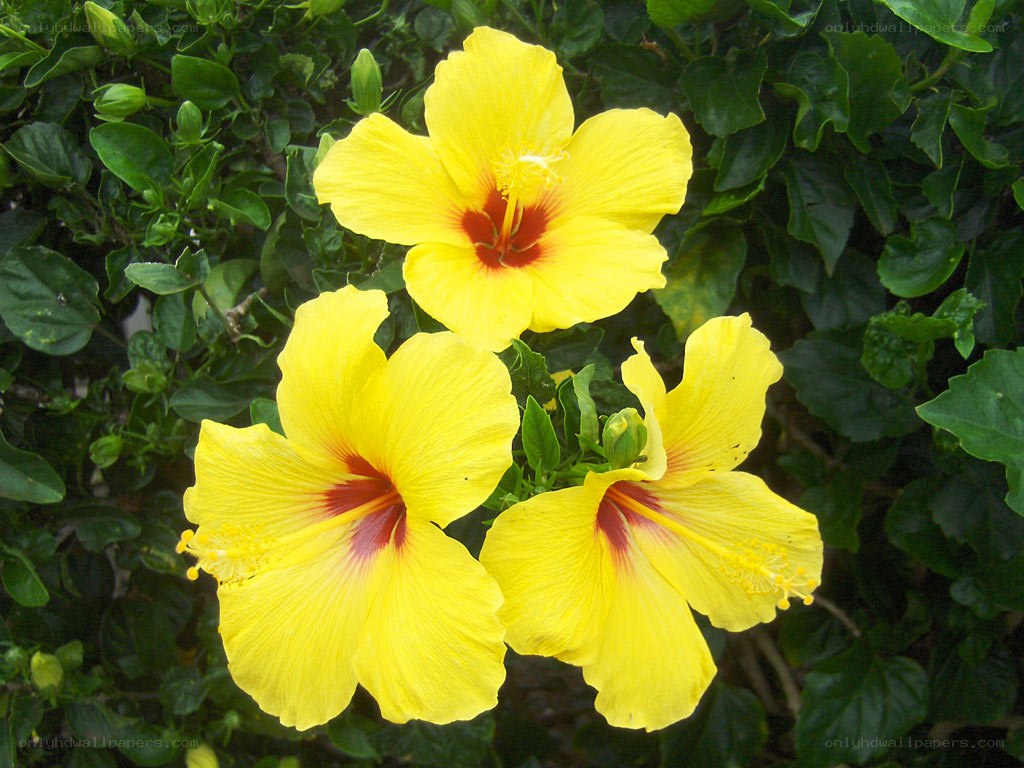 yellow hibiscus flowers