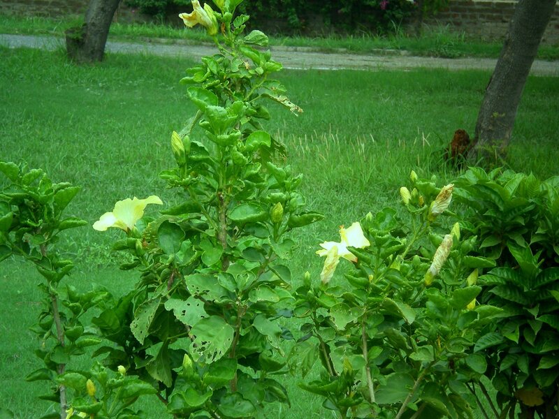 yellow hibiscus in garden