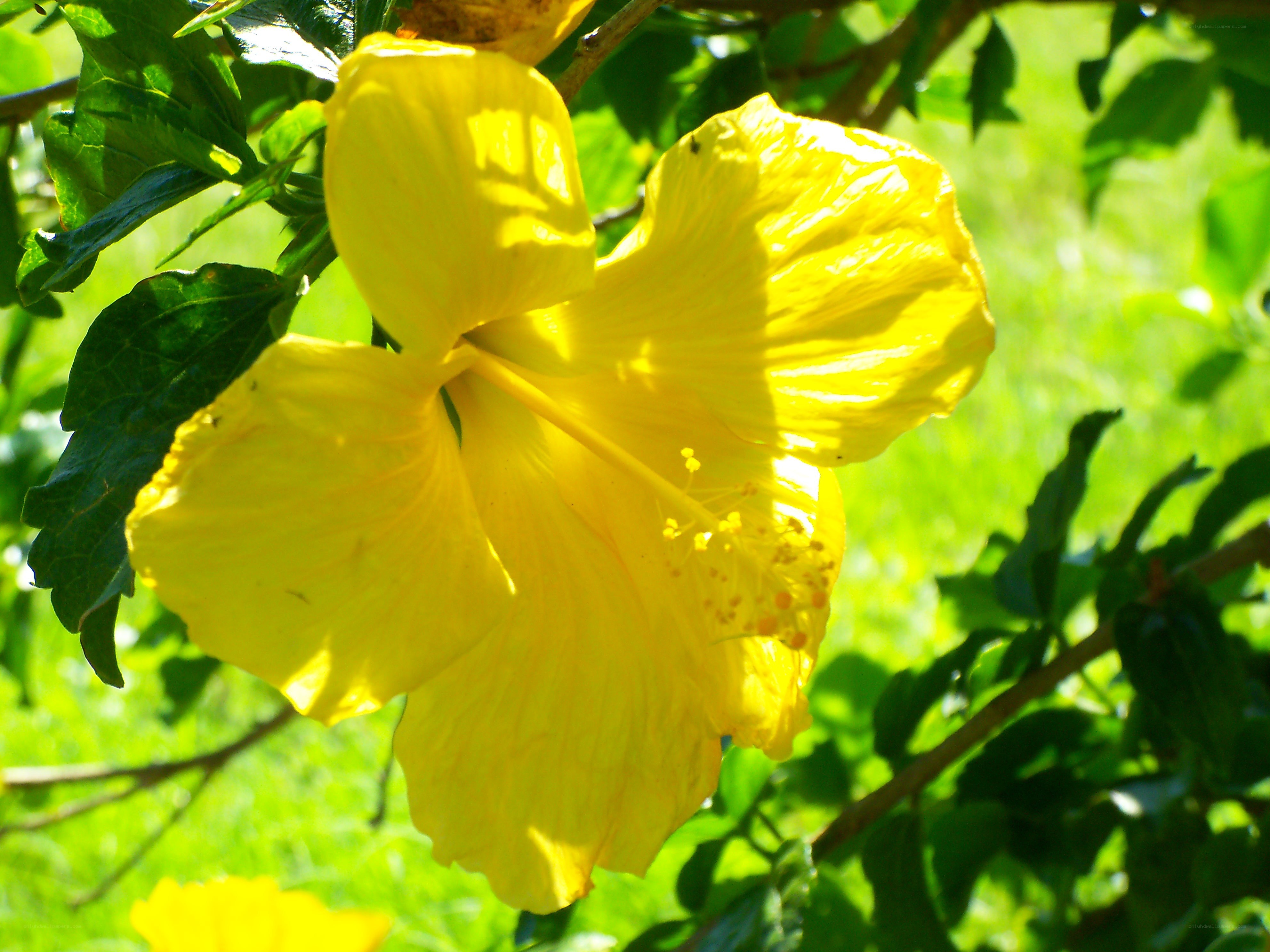 Yellow hibiscus in sunlight