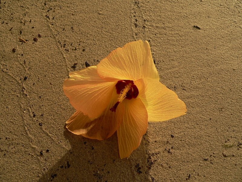 yellow hibiscus on sand