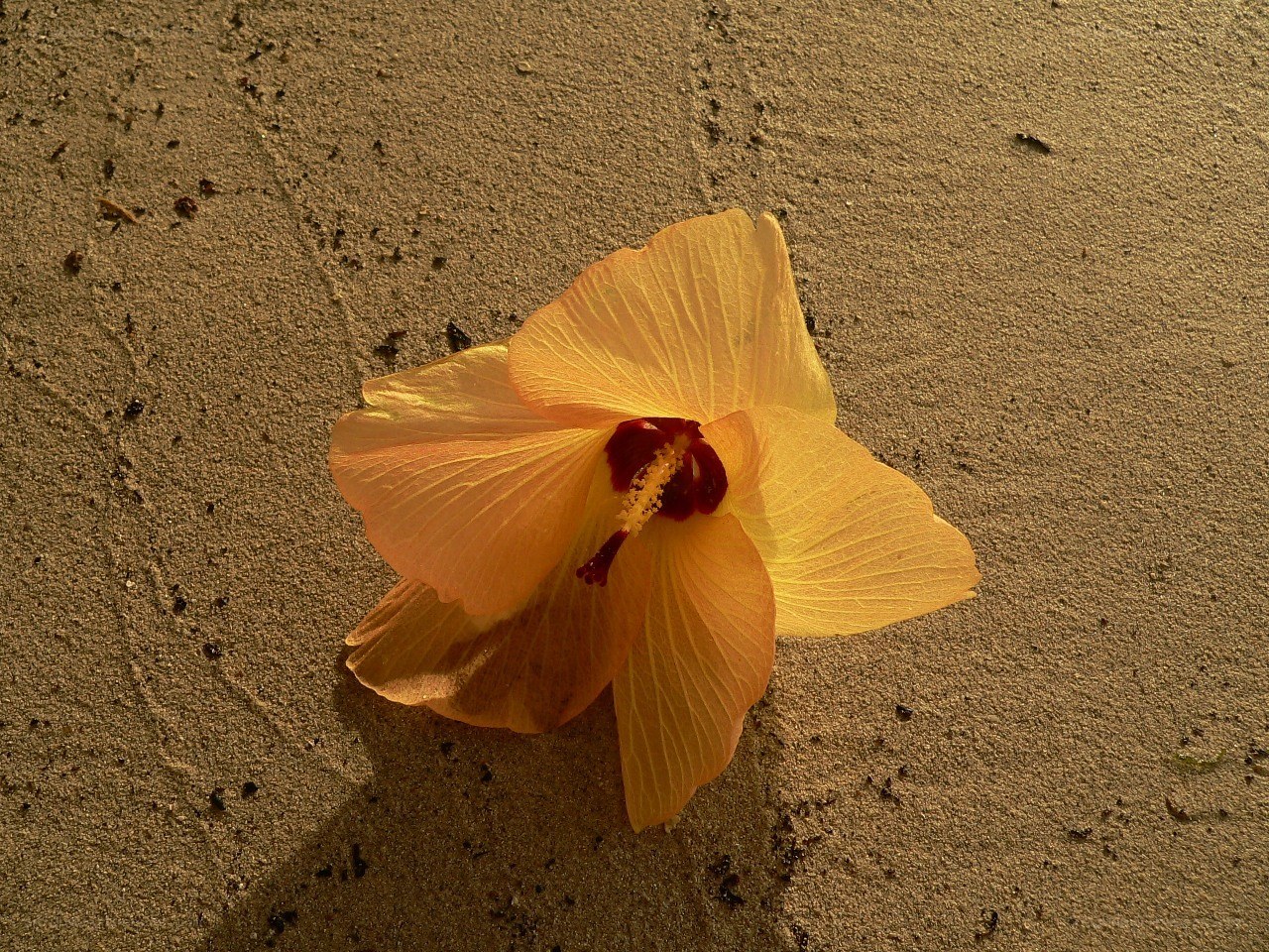 yellow hibiscus on sand