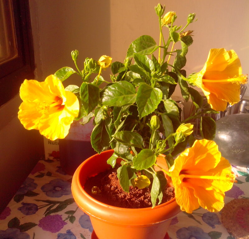 Yellow Hibiscus Plant