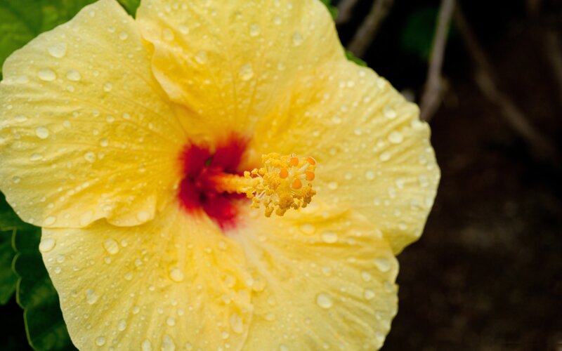 Yellow hibiscus with water droplets