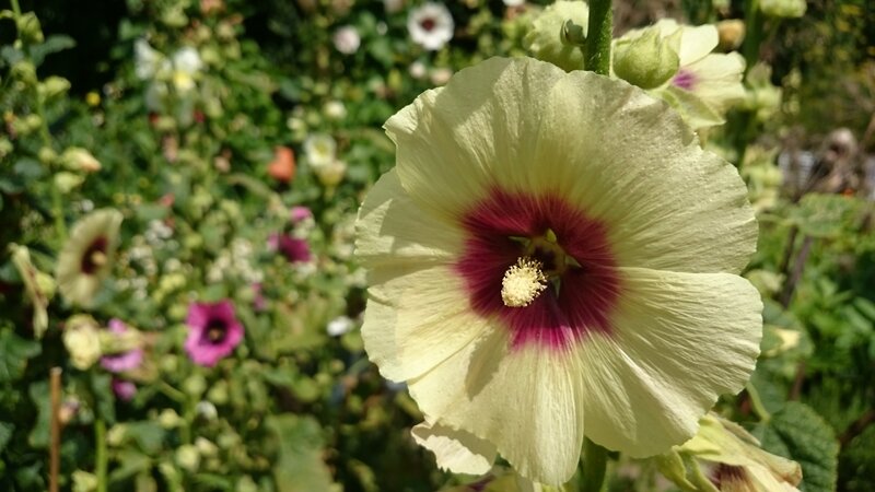 Yellow Hollyhock Flower — Serene