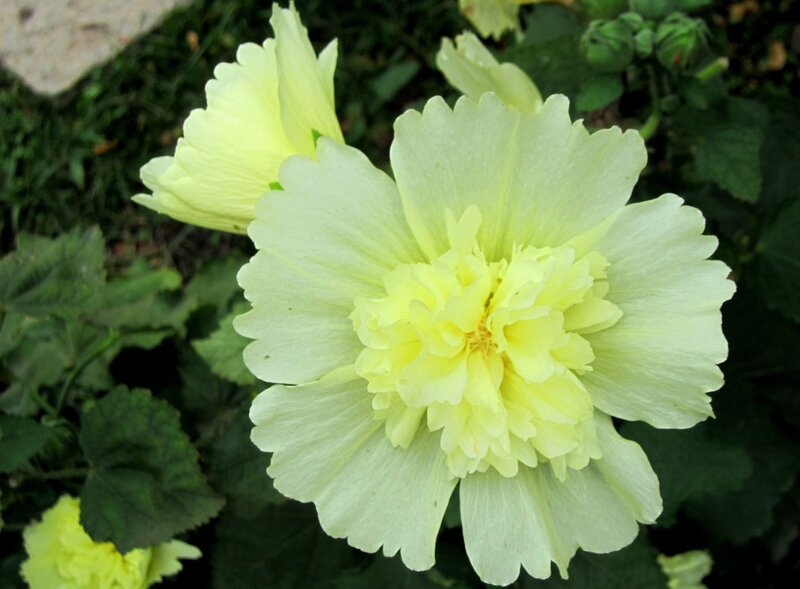 Yellow Hollyhock Flower