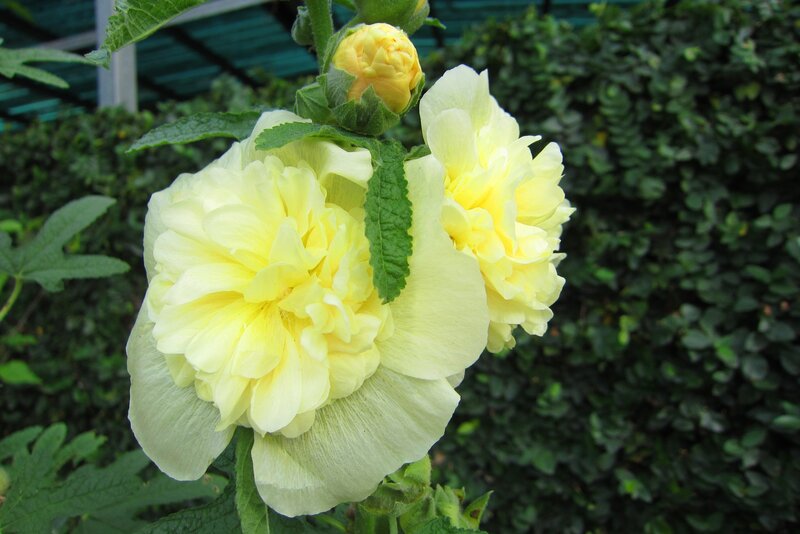 Yellow Hollyhock Flowers