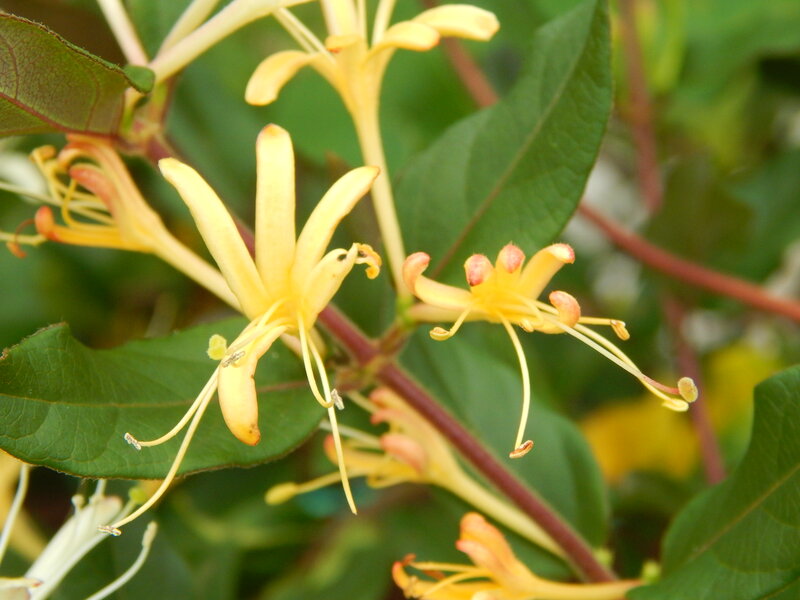 Yellow Honeysuckle Flowers — Natural