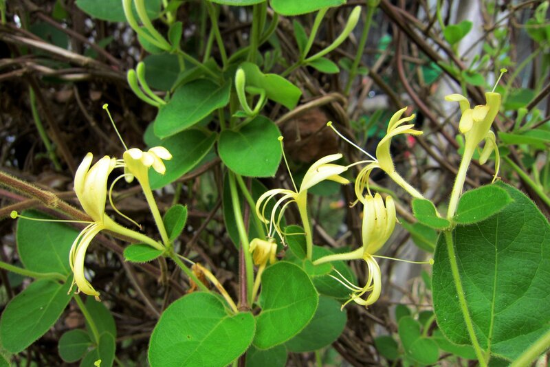 Yellow Honeysuckle Flowers