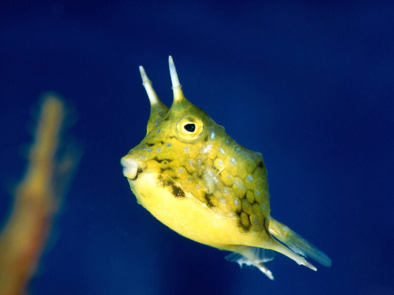Yellow Horned Fish