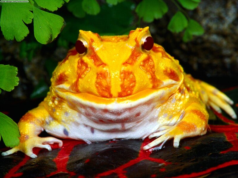 Yellow Horned Frog