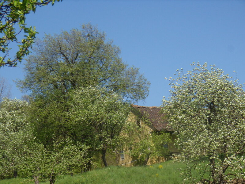 Yellow House in Orchard
