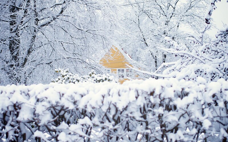 Yellow house in snowy forest