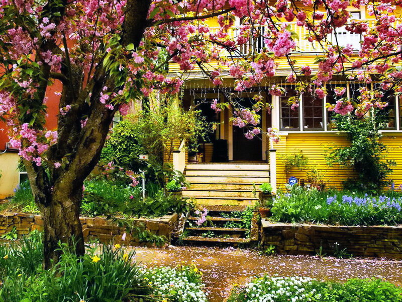 Yellow House with Cherry Blossoms — Serene