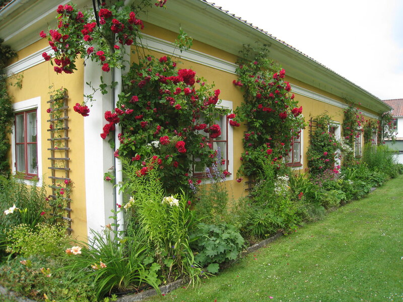 Yellow House with Roses