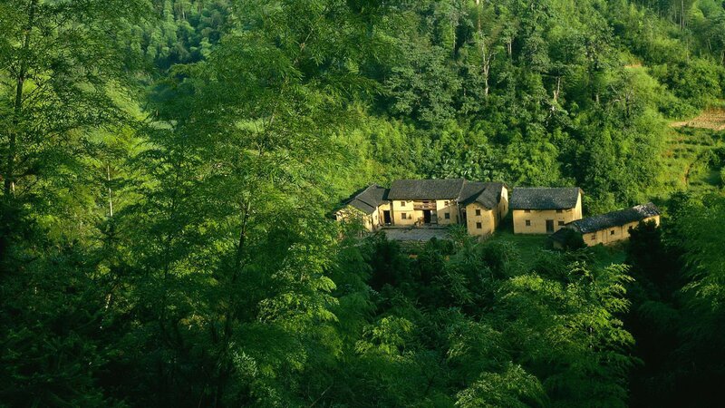 Yellow Houses in Forest — Green