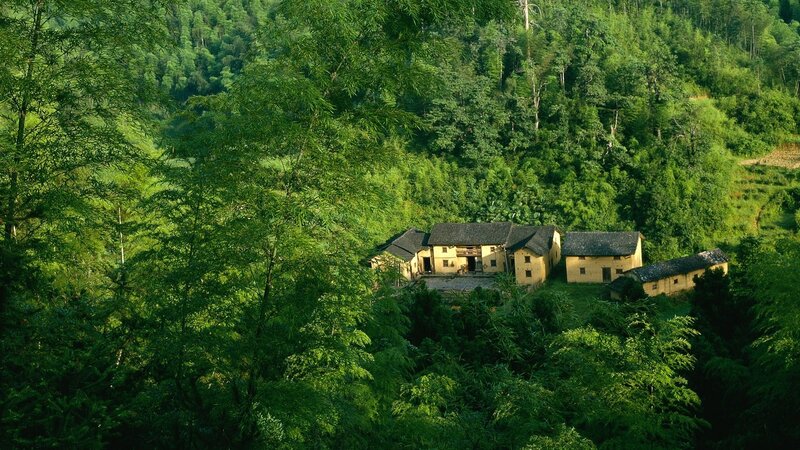 Yellow Houses in Forest