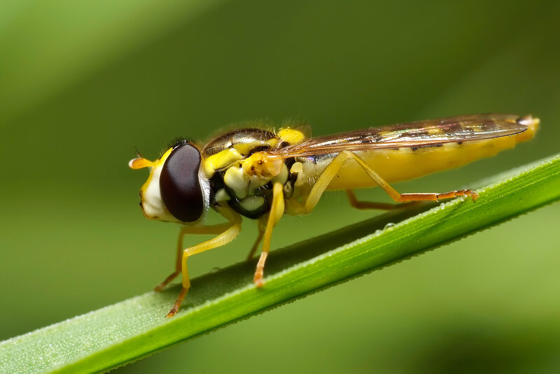 yellow hoverfly on green leaf