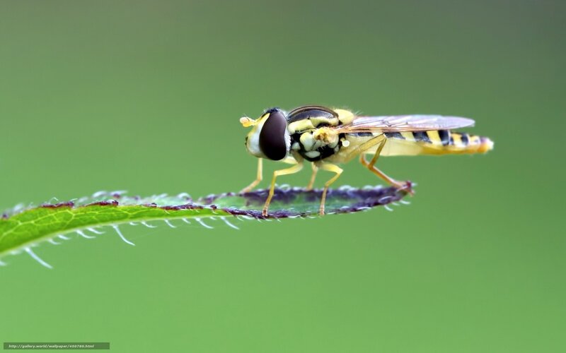 Yellow Hoverfly on Leaf